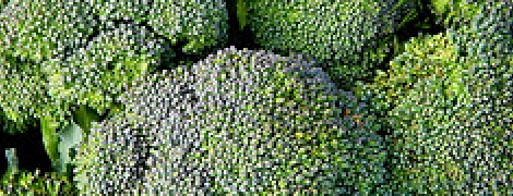ブロッコリー